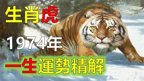 1974生肖2023運勢|1974年屬虎2023年運勢及運程未來十年運氣男